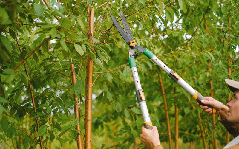 Tree trimming in Denmark, WI