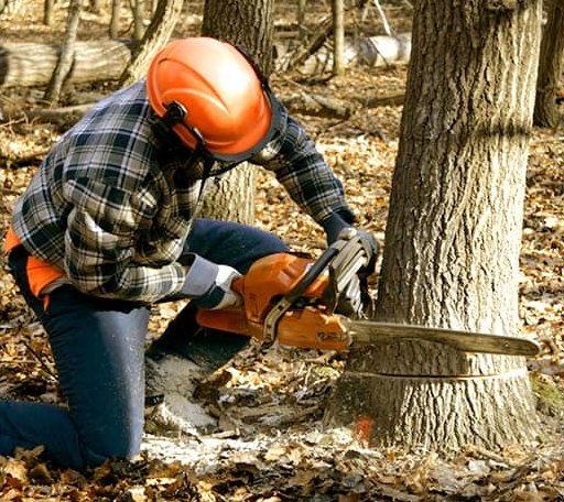 Tree Removal in Denmark, WI